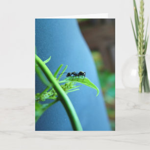 Hormiga en las tarjetas de felicitación de hoja