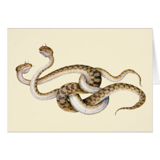 Horn Vipers