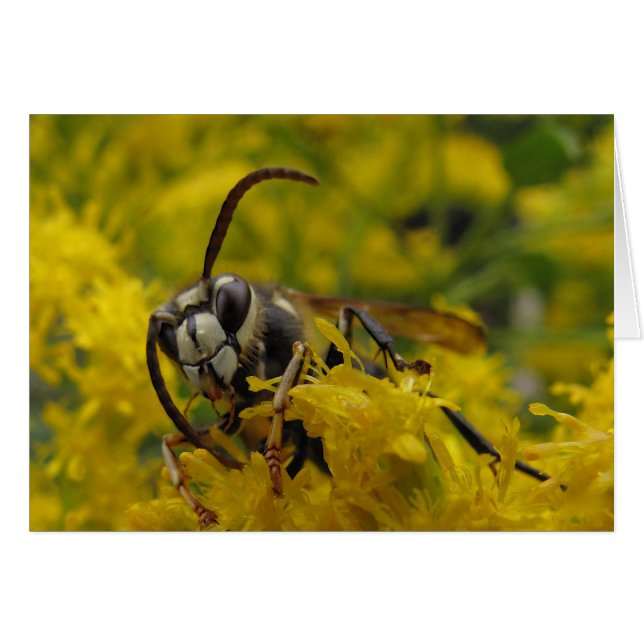 Hornet de cara calva (Anverso (Horizontal))