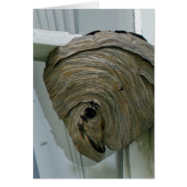 Hornets Nest (Frente)