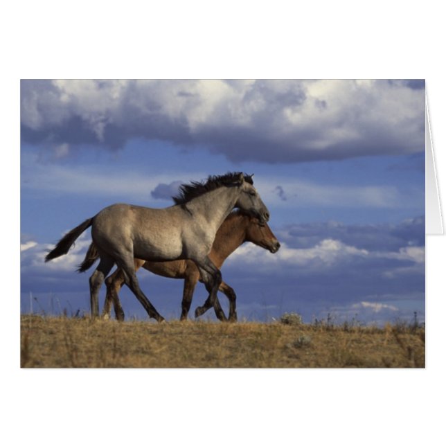 Horse Duo (Anverso (Horizontal))