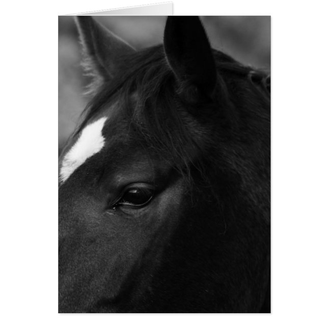 Horse gccn (Frente)