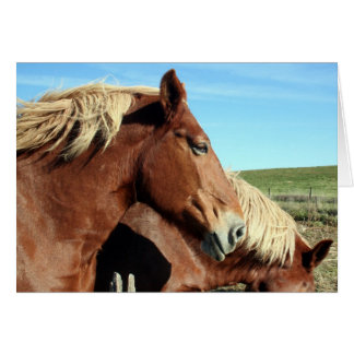 Horse Portriat