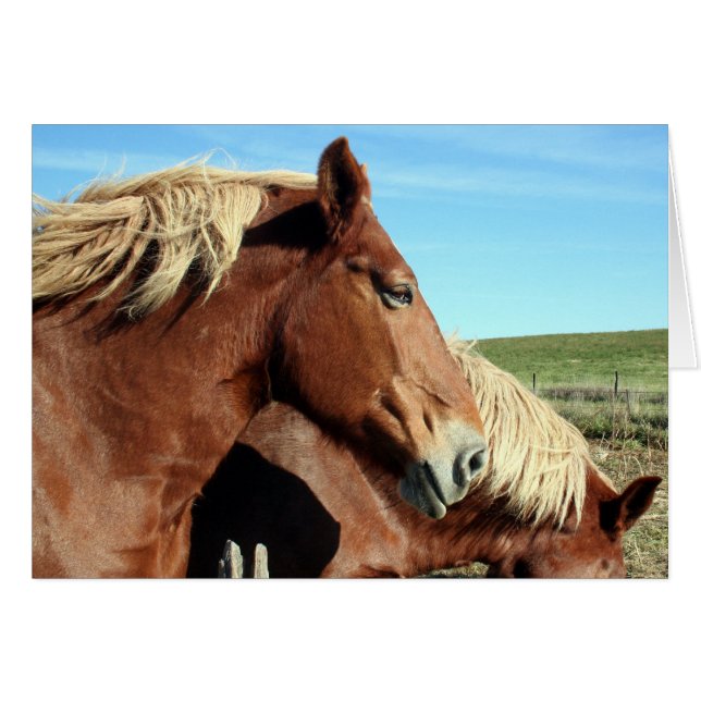Horse Portriat (Anverso (Horizontal))