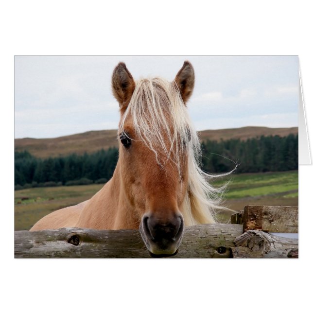 Horsie (Anverso (Horizontal))