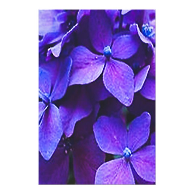 HORTENSIA AZUL ROJA Ampliación de Foto (Frente)