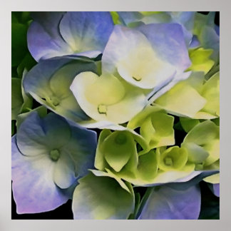 Hortensia Blossom Arte Botánico Azul Y Amarillo