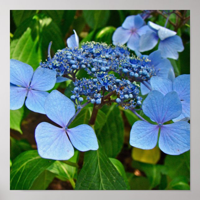 Hortensia de encaje azul - Póster (Frente)