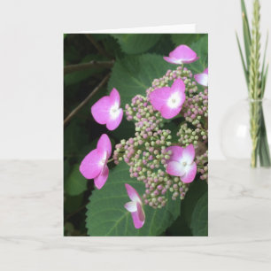 Hortensia de hoja grande, Tarjeta de felicitación