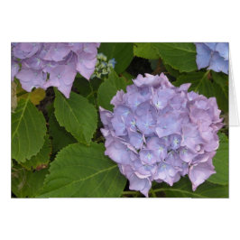 Hortensia Malva