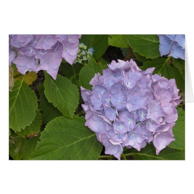 Hortensia Malva (Anverso (Horizontal))