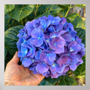 Hortensia Violeta Azul Sostendida en Mano Arte Bot