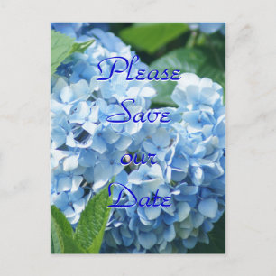 Hortensias Azules Salva nuestra tarjeta postal de 