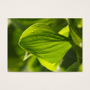 Hosta 1