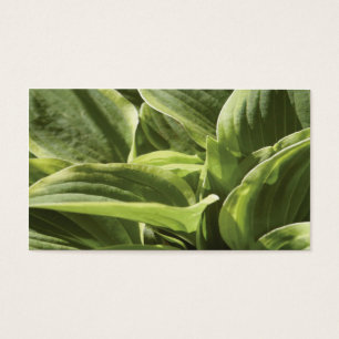 Hosta 2