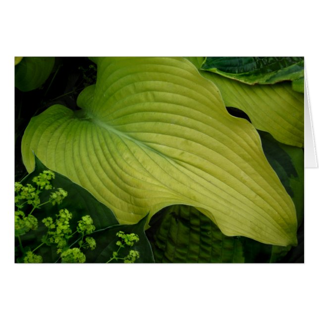 Hosta Amarillo (Anverso (Horizontal))