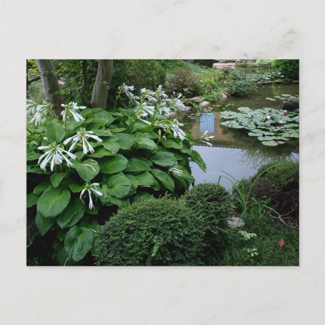 Hosta en un jardín zen 3 postal (Anverso)