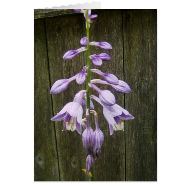 Hosta Flower (Frente)