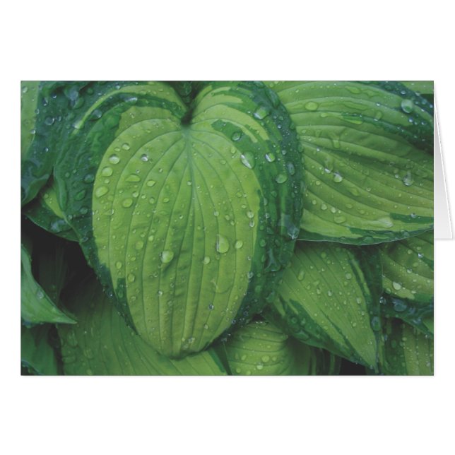 Hosta, 'June (Anverso (Horizontal))