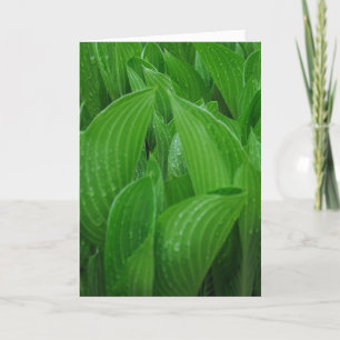 Hosta Sale con tarjeta de cumpleaños con gotas de