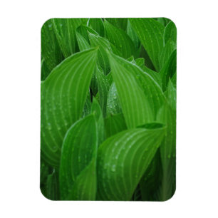 Hostas con el imán flexible de las gotas de agua