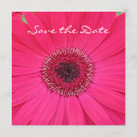 Hot Pink Gerbera Daisy Guardar la invitación de fe