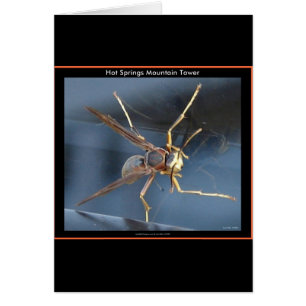Hot Springs Mountain Wasp Gift & Aparel