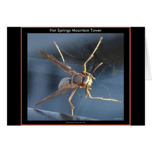 Hot Springs Mountain Wasp Gift & Aparel