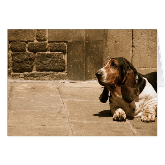 Hound Basset (Anverso (Horizontal))