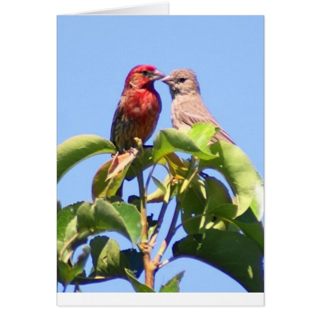 House Finch Couple (Frente)