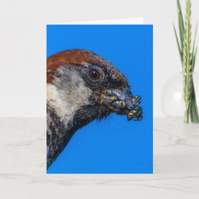 House Sparrow con errores Tarjeta de agradecimient (Anverso)