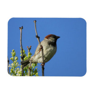 House Sparrow en el imán Lilacs