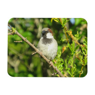 House Sparrow sobre el imán Lilac Bush