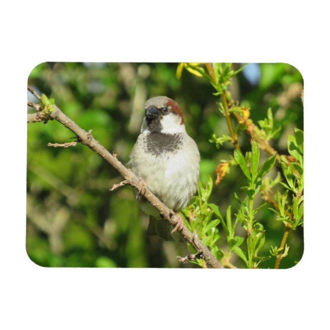House Sparrow sobre el imán Lilac Bush (Horizontal)