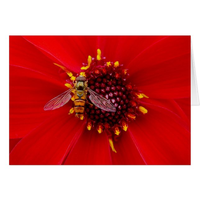 Hover Fly en Dahlia (Anverso (Horizontal))