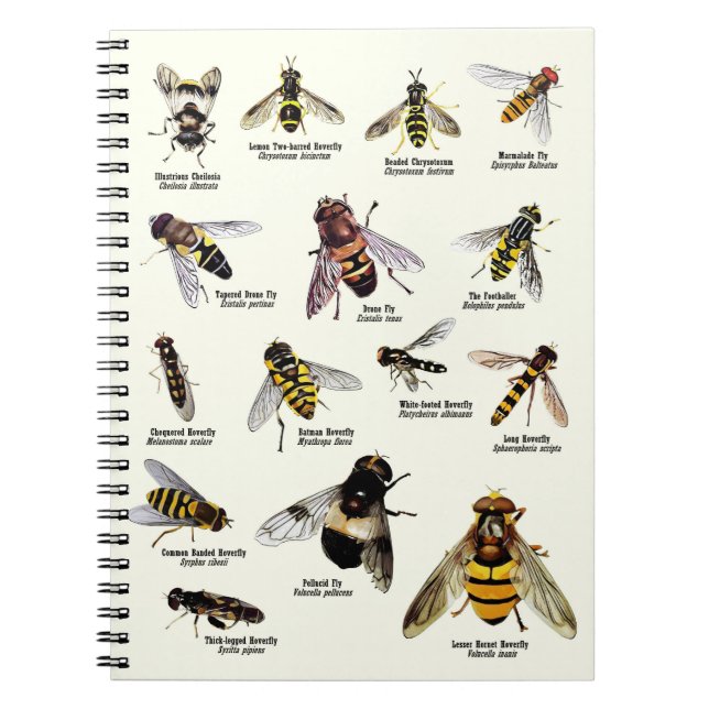 Hoverflies del Reino Unido - cuaderno (Frente)