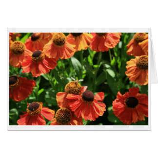 Hoverfly