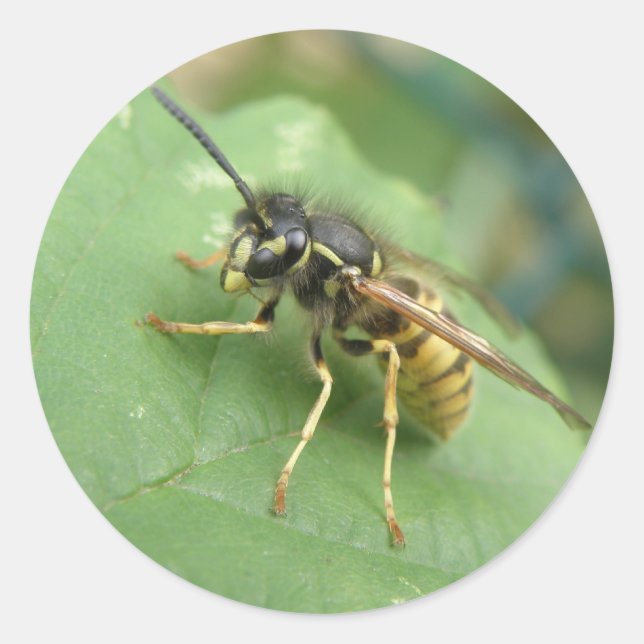 Hoverfly Macro Pegatinas (Anverso)