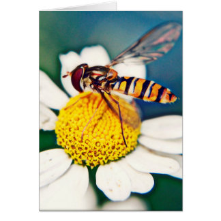 Hoverfly que despierta