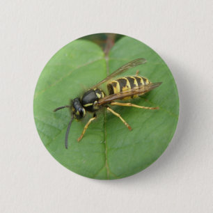 Hoverfly sobre un botón de hoja