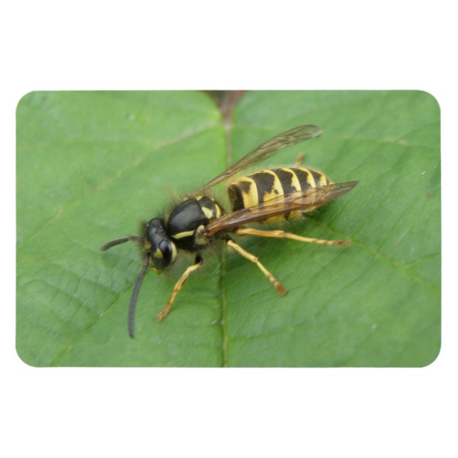 Hoverfly sobre un imán premium de hoja (Horizontal)