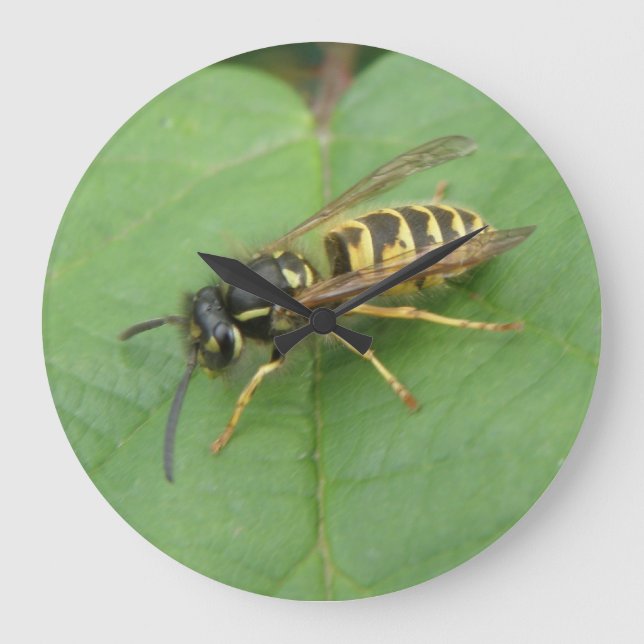 Hoverfly sobre un reloj de pared de hojas (Anverso)