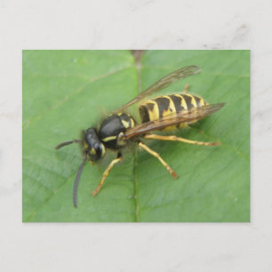 Hoverfly sobre una postal hoja