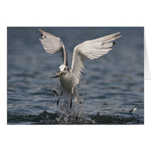 Hovering Kittiwake