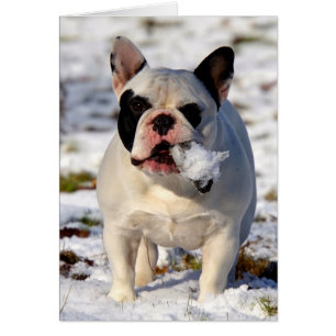 Howgillhounds Bulldog de Francia Susan