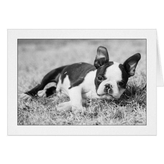 Howie in the Grass (Anverso (Horizontal))