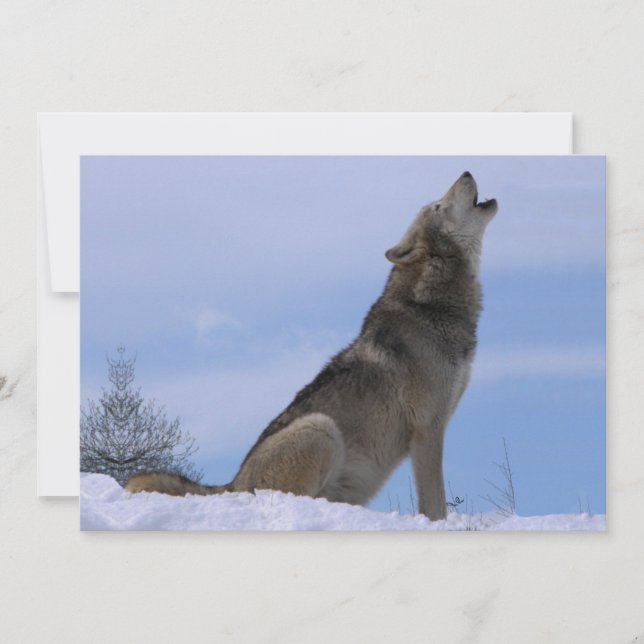 Howling Alaskan Timber Wolf (Anverso)
