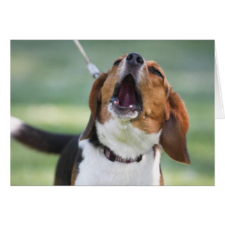 Howling Beagle Dog