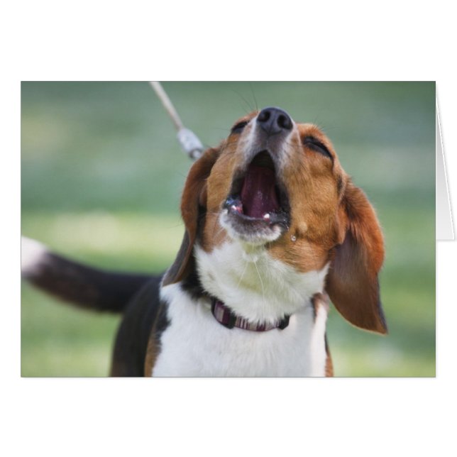 Howling Beagle Dog (Anverso (Horizontal))
