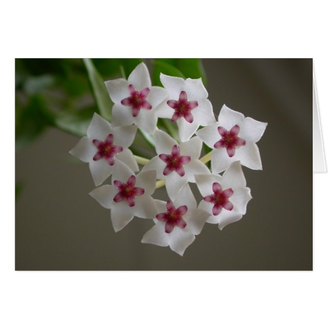 Hoya lanceolata ssp. bella (Anverso (Horizontal))